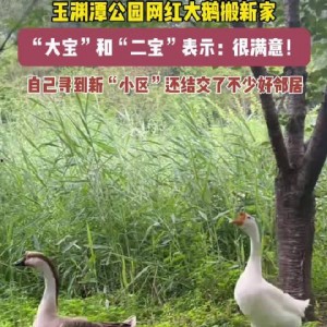 网红大鹅